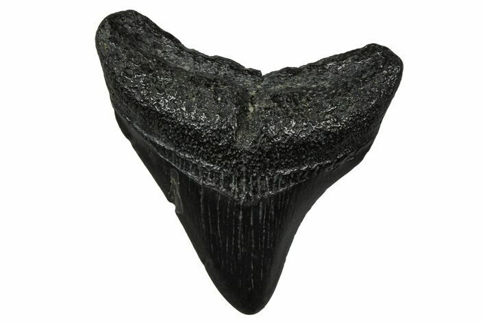 Posterior Juvenile Megalodon Tooth - South Carolina #375937